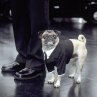 Frank the Pug (Mushu) returns as an MIB agent